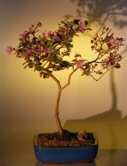 Lousbonsai Flowering Chinese Fringe Bonsai Tree loropetalum chinensis
