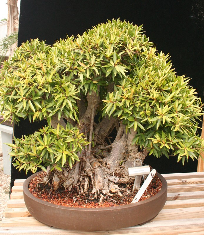 Ficus Nerifolia Banyon Bonsai Tree 60yrs Old (SORRY SOLD)