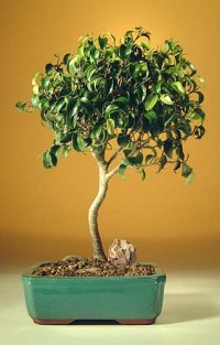 Ficus Too Little Medium bonsai tree