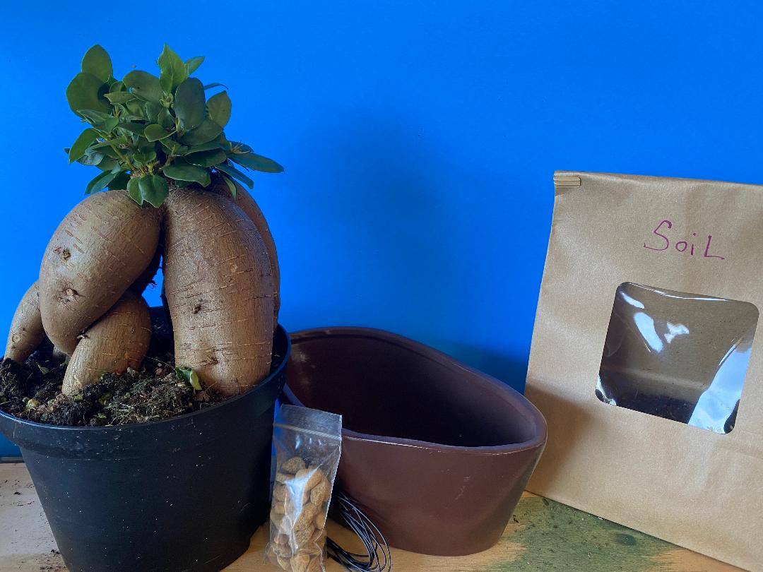 Ginseng ficus kit