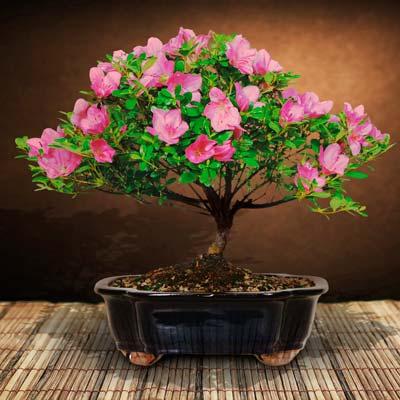 Pink flowering Medium azalea bonsai tree