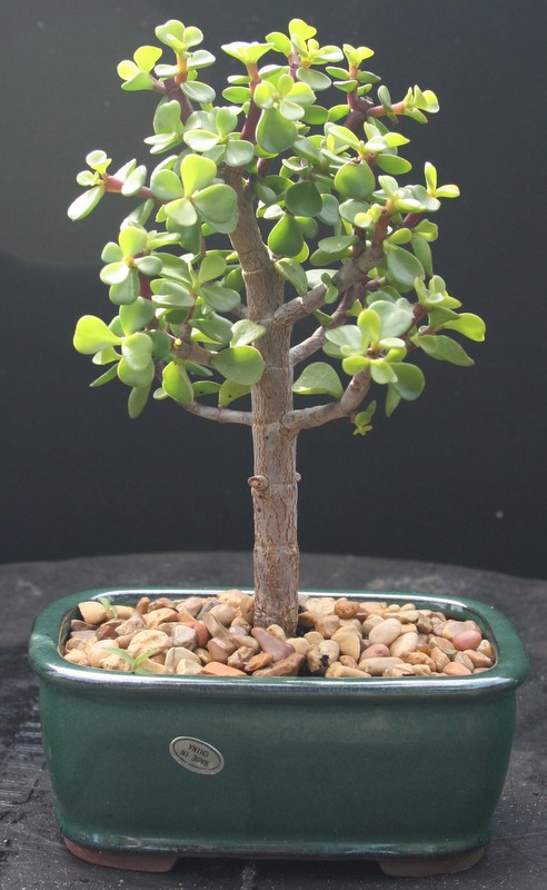 Jade Bonsai Tree Small Leaf