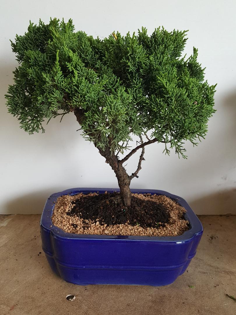 Extra Large bonsai tree in 10 or 12 inch pot