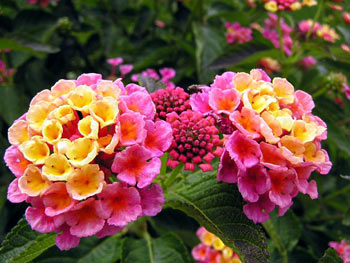 One Gallon Lantana Plant