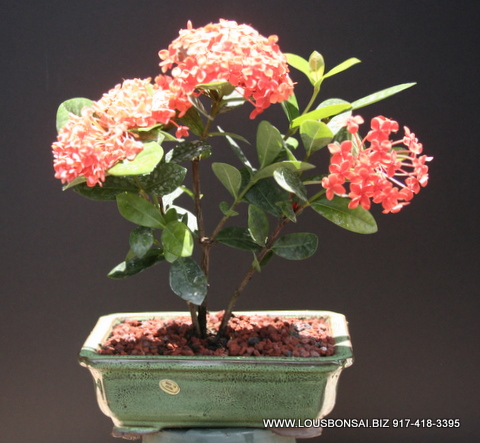 Orange Petite Ixora Bonsai Tree Large