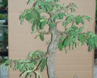 Tamarind Indica Specimen Bonsai Tree (Sorry just sold) Call for others