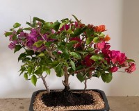 Multiple Blooming Bougainvillea bonsai tree