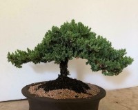 Styled traditional Juniper bonsai tree