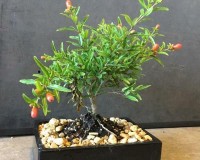 Dwarf Pomegranate 8 inch pot  Grows reall pomegranates