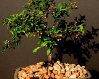 Dwarf Cherry bonsai tree LR1