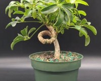 COILED UMBRELLA PREBONSAI TREE