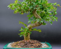 Medium chinese elm bonsai  B 1