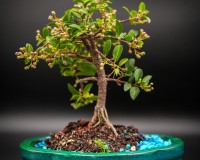 Dwarf Mini Cherry tree pink/yellow flowers real cherries you can eat