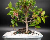 Dwarf Cherry B2 flowering and fruiting bonsai tree