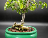 Ficus too little B1 bonsai tree for the beginner