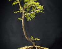 Rabitts Foot bonsai tree