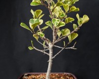 Variegated Ficus bonsai tree and berries