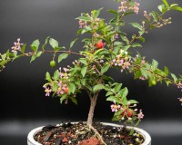 Weeping dwarf cherry tree with pink and white flowers and real cherries B1