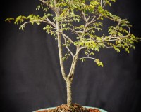 Divi Divi bonsai tree in 10 inch pot