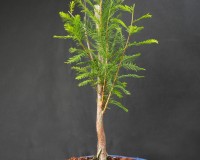 True bald cypress bonsai tree for indoors or outdoors no frost.
