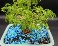 4yr brazilian raintree in 6inch pot