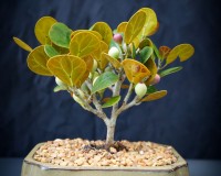Dwarf Mistletoe fig bonsai tree in 6inch brand new offering