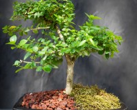 Premna or parrots beak bonsai tree in 8/10 inch pot
