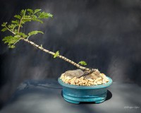 crepe myrtle bonsai grown on rock.  What a great item will flower