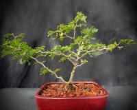 Texas Ebony bonsai tree that has the smallest of leaves