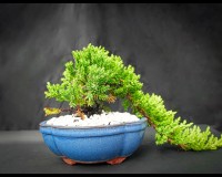Juniper bonsai tree in 6inch bonsai pot. Beginner