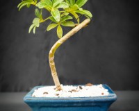 Umbrella bonsai tree for the true beginner