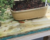 Juniper Bonsai Tree Trained Medium 14 yrs Old