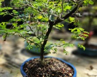 Brazilian Raintree Bonsai Tree 9yrs old