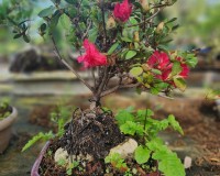 Red and pink  flowering azalea bonsai tree OVER ROCK.  Natural surroundings