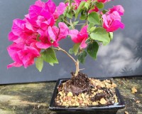 Amazing bougainvillea bonsai tree in 8 inch pot