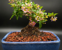Flowering dwarf cherry bonsai tree flowers and fruits