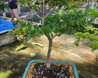 black olive bonsai tree 10  inch pot