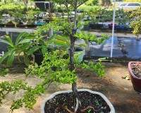 Monster Black Olive Specimen OLVSP1  SOLD