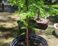 7year old bald cypress bonsai tree loves to be wet