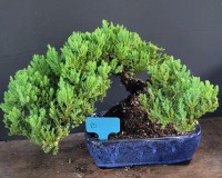 Juniper trained 10y7rs