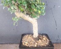 LOUSBONSAI.COM FUKIEN ST TRUNK