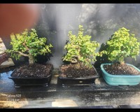 Baby Jade in 8inch pot beginner tree Rare Japanese Pot  MULTI TRUNK (SOLD)