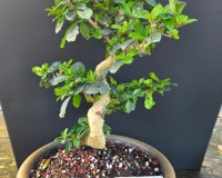 17yr FUKIEN TEA