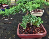 Juniper trained 10y7rs