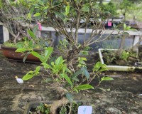 50Yr Monster Ficus Retusa Lr2 Imported Specimen Bonsai Tree Po (SOLD)