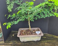 Dwarf Brazilian raintree in 10inch pot.