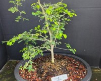 New crop Brazilian raintree in 10 inch pot