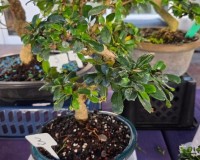 Prebonsai Fukien Tea Flowering Bonsai Tree