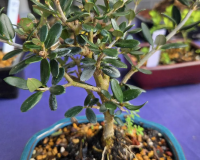 Black Olive Bonsai Tree European olive 5yrs