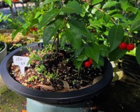 Cherry bonsai tree DWARF   LARGE  10  INCH OVAL